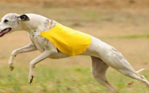 狗狗品种简介：惠比特犬介绍