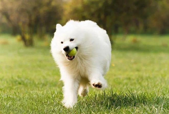 萨摩耶犬的形态特征、性格特点及养护知识