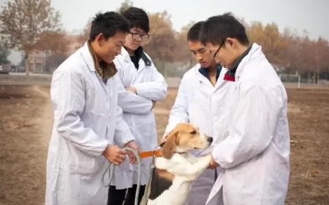 异国短毛猫(加菲猫)品种介绍及购买价格