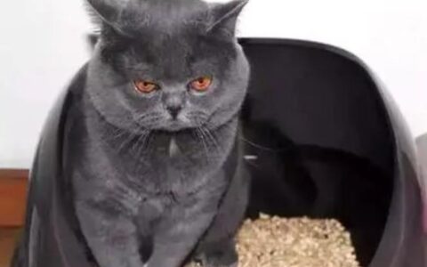 怎么训练猫使用猫砂盆？