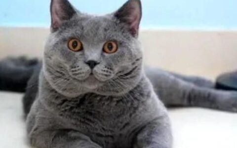 猫为什么喜欢钻被子？猫咪喜欢钻被窝如何纠正