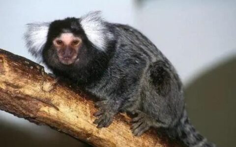 狨猴是世界上最小的猴子吗？