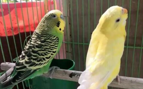 鹦鹉咬人怎么办？（如何纠正鹦鹉咬人的毛病？）