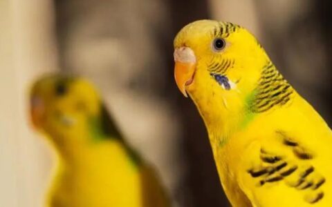 买鹦鹉必看：如何选出一只健康，聪明，性格好的“满分”鹦鹉？