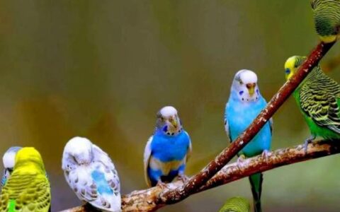 虎皮鹦鹉繁殖方式及技巧