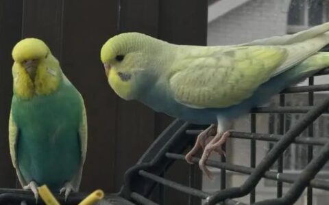 虎皮鹦鹉的国血、欧血、台血的由来