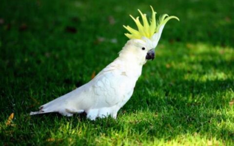 小葵花凤头鹦鹉品种简介