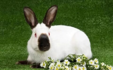 盘点网红宠物兔品种，你最喜欢哪一种？