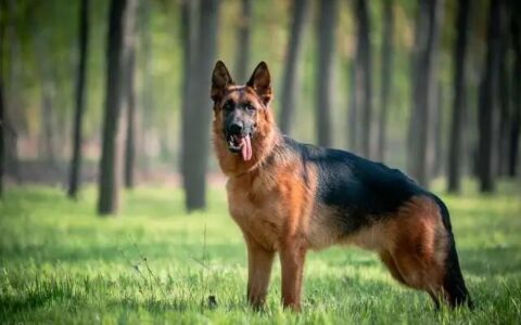 德牧犬、东德犬、马犬、昆明犬相比，哪个最适合家养？