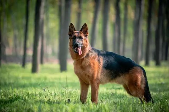 德牧犬、东德犬、马犬、昆明犬相比，哪个最适合家养？