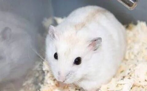 金狐仓鼠好养吗？（金狐仓鼠就是好养活的仓鼠）