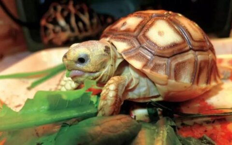 如何饲养苏卡达陆龟？（苏卡达陆龟饲养攻略）