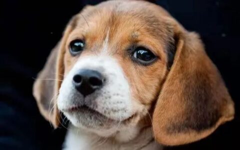 老人适合养什么品种的狗狗？（最适合老人养的4种狗狗）