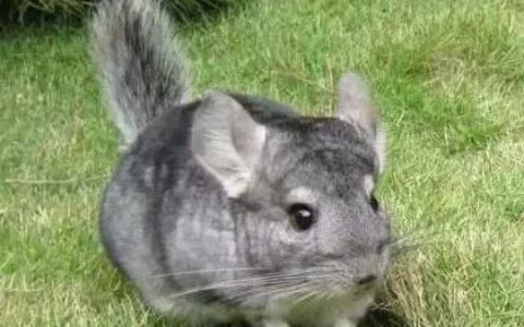 龙猫牙齿发白是什么原因？