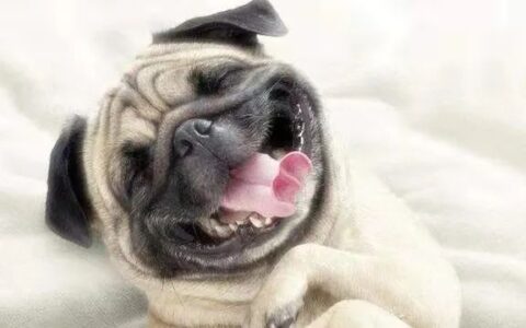 狗狗乱吃别人投喂的食物怎么办？