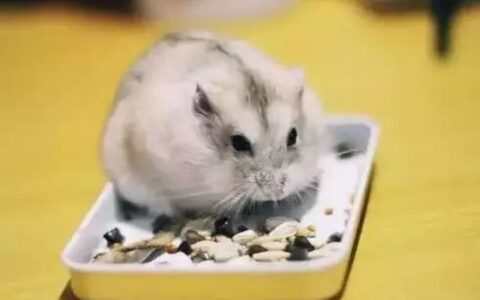 冬天如何预防仓鼠感冒？