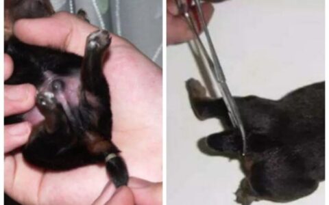 有必要给爱犬断尾吗？（断尾对狗的身体影响）