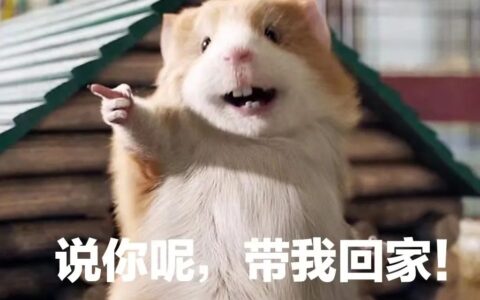 养荷兰猪真是太上头了（荷兰猪超全饲养指南）