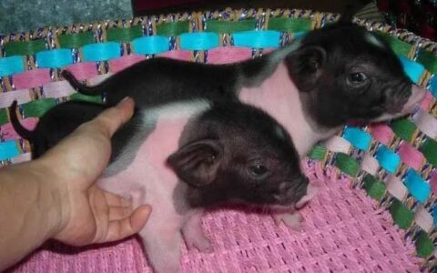 小香猪能长多大？小香猪卖多少钱？