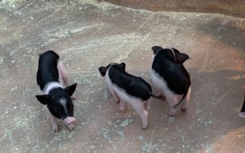 小香猪是真的香吗？