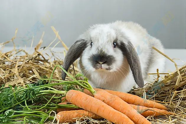 宠物兔基础饲养指南，想养宠物兔子的学起来！