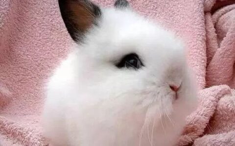 世界十大最值钱的兔子品种