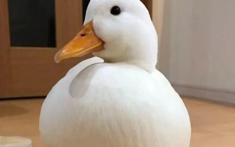 柯尔鸭蛋怎么孵化？（柯尔鸭蛋孵化技巧）