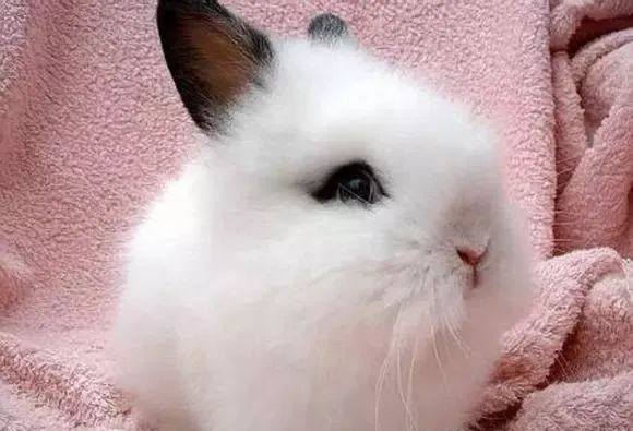 盘点网红宠物兔品种，你最喜欢哪一种？
