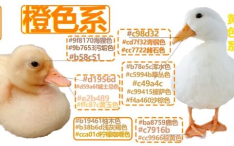 柯尔鸭的嘴和脚是什么颜色的？（柯尔鸭的嘴和脚是橙色）