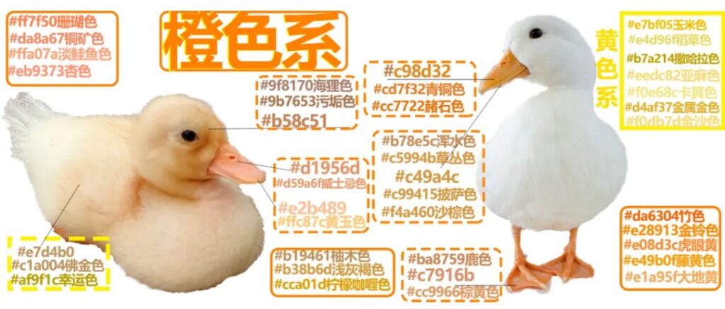 柯尔鸭的嘴和脚是什么颜色的？（柯尔鸭的嘴和脚是橙色）