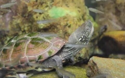 中华草龟怎么养？看看十年养龟的经验总结