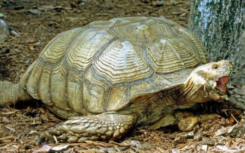 苏卡达陆龟的性格特征、形态特征以及雌雄分辨