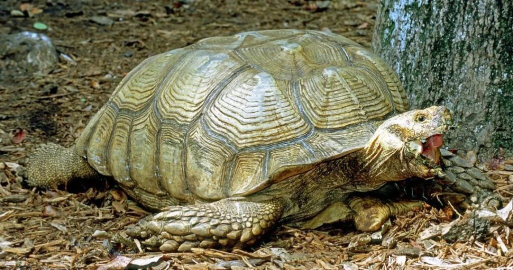 苏卡达陆龟的性格特征、形态特征以及雌雄分辨