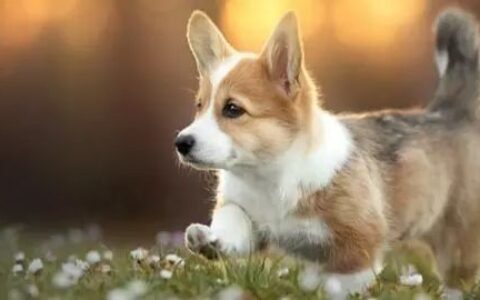 柯基犬会不会认第二个主人？