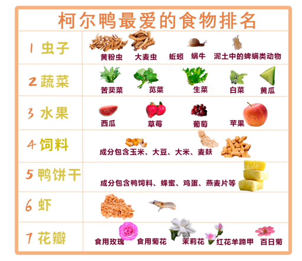 柯尔鸭不理你怎么办？（如何接触柯尔鸭？）