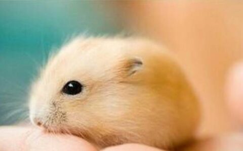 布丁仓鼠寿命有多长？(布丁仓鼠怎么避暑？）