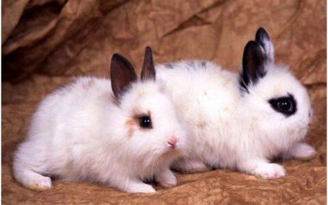 海棠兔品种介绍及饲养注意事项