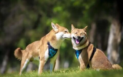 柴犬好养吗？4大饲养柴柴前该注意的事项