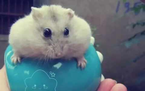 布丁仓鼠怎么训练？（布丁仓鼠训练要点）