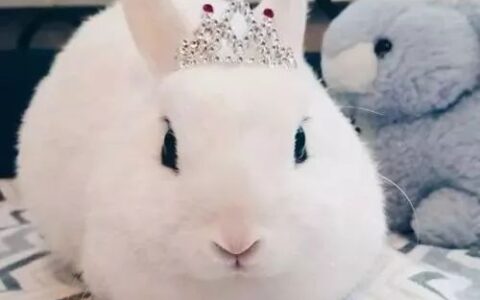 海棠兔拉水便吃土霉素片怎么样？海棠兔能吃土霉素片吗？