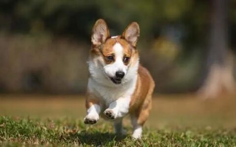 柯基犬为什么要把尾巴断掉？