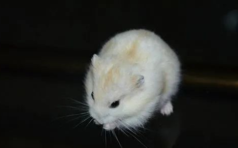 金狐仓鼠性格怎么样？（金狐仓鼠的个性很温和）