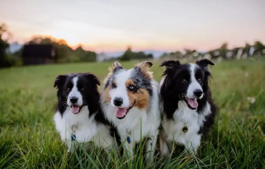 德国牧羊犬和边境牧羊犬哪个更聪明？