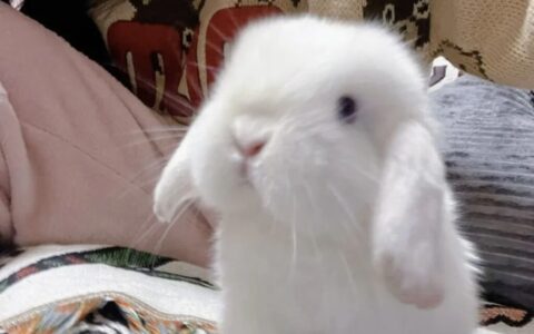 垂耳兔该怎么养？（垂耳兔的饲养攻略）