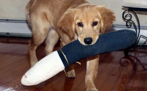 狗狗晚上太吵怎么办？（如何让狗狗保持安静？）