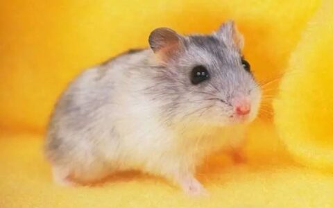 如何选择适合的仓鼠进行喂养？