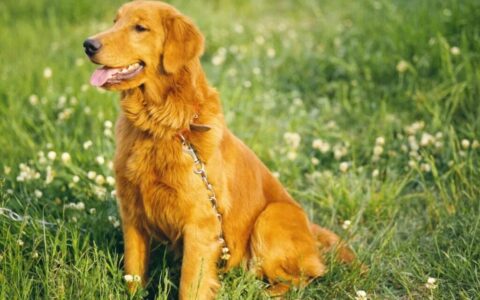 如何去挑选一只纯种的金毛犬，挑选金毛的八大步骤？