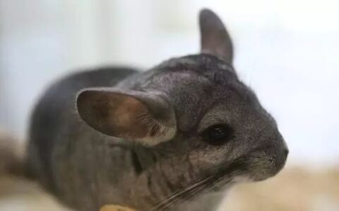 饲养龙猫需要准备什么？