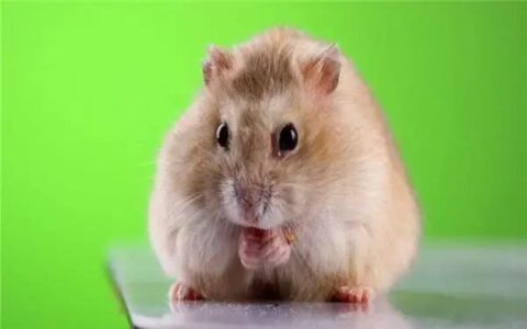 仓鼠为什么装死？怎么训练仓鼠装死？仓鼠装死怎样辨别？