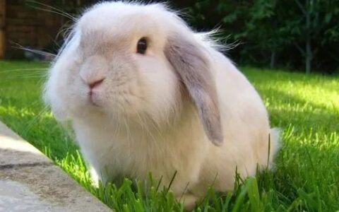 垂耳兔多少钱一只？垂耳兔养护知识